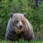 A Grizzly Bear along highway 40 in Peter Lougheed Provincal Park