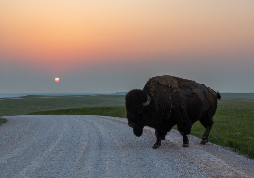 Sunset in Badlands with Buffalo