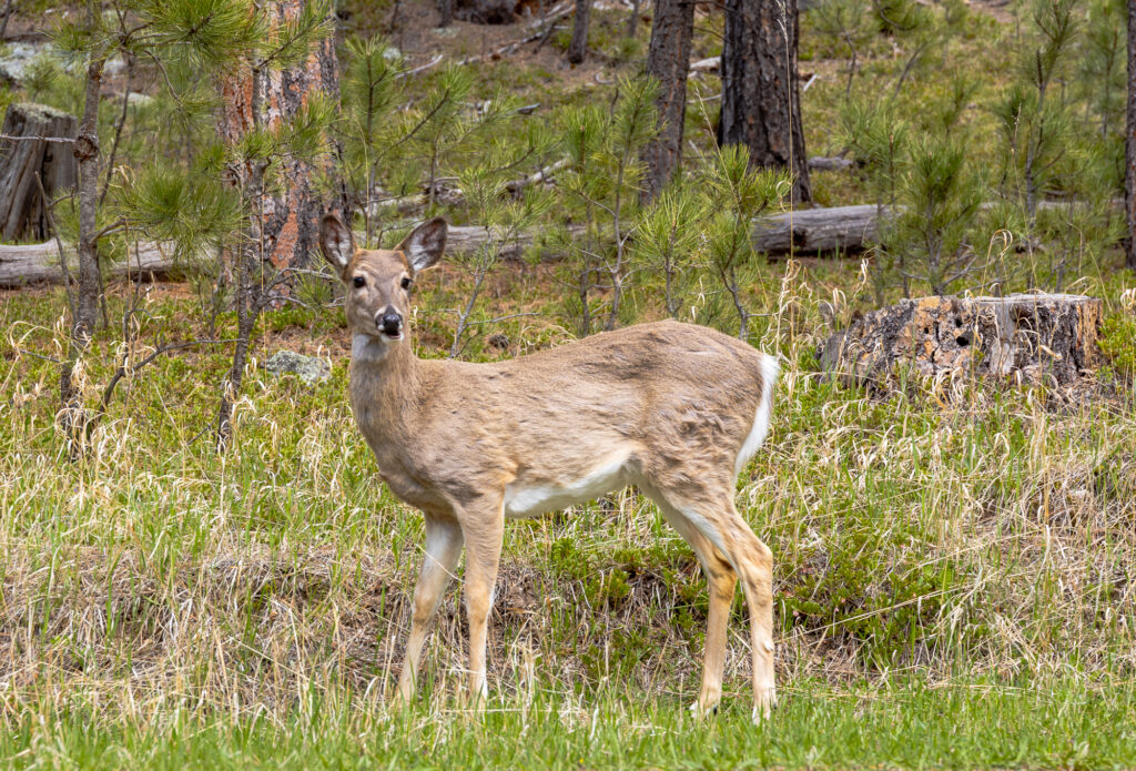 Whitetail Deer in South Dakota
