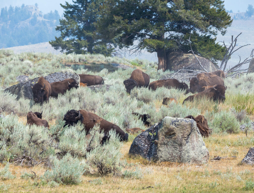 Bisons in a field