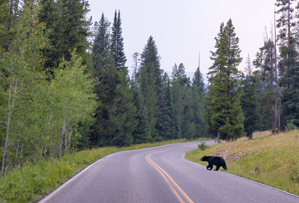 A black bear crosses the road in Yellowstone National Park near the Pebble Creek campground