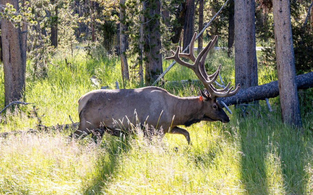 Buck Elk